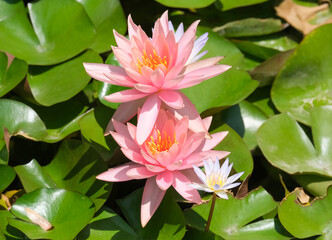 Blooming nymphea closeup (Lat. - nymphaea)