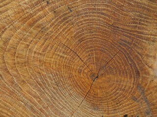 Macro tree, a section of a tree