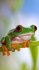 Obraz premium Red-eyed tree frog perched on a slender green stem, against a blurred vibrant backdrop