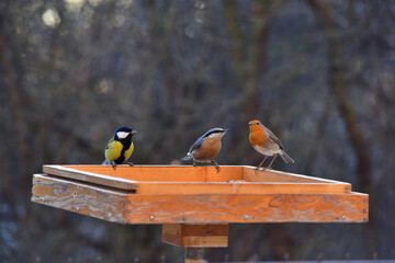 Sýkora koňadra, brhlík lesní a červenka obecná na krmítku v zimním období © Radko