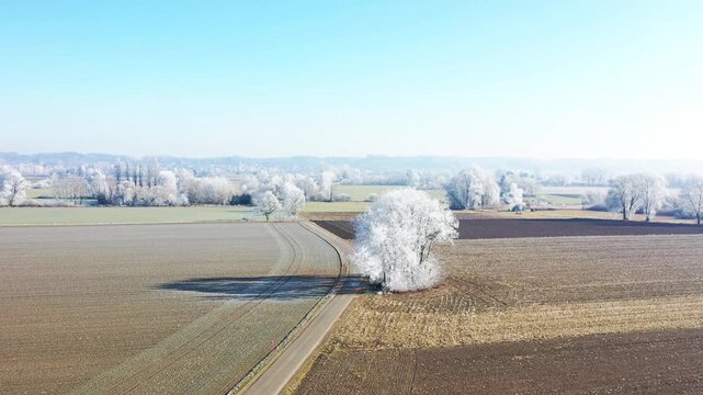 Diese stimmungsvolle Aufnahme zeigt die winterliche Pracht bei Illertissen. M&auml;chtige B&auml;ume, deren filigrane Zweige vollst&auml;ndig von glitzerndem Raureif &uuml;berzogen sind, bilden einen strahlend wei&szlig;en Kon