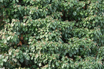 Lush green foliage creates a serene tapestry in nature's embrace