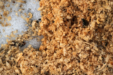 Shavings and sugar blend in an artistic arrangement on a surface