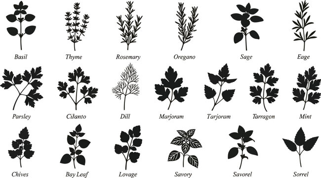 A comprehensive collection of culinary herbs silhouettes vector illustration set for cooking, kitchen design, and healthy eating concepts.
