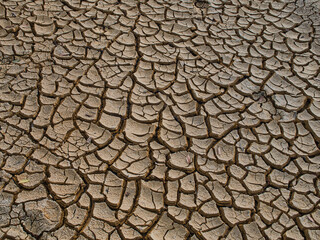 Summer environment, the soil is dry and cracked, revealing debris such as twigs, trees, and other...