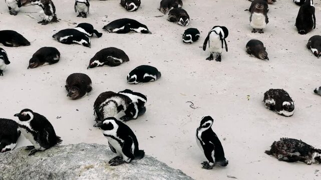 Cape Town penguins on the shore