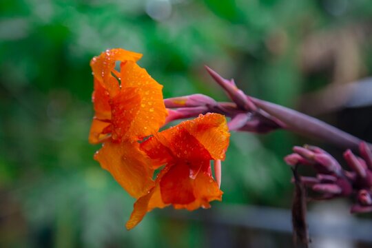 Flor anaranjada en Panam&aacute;.