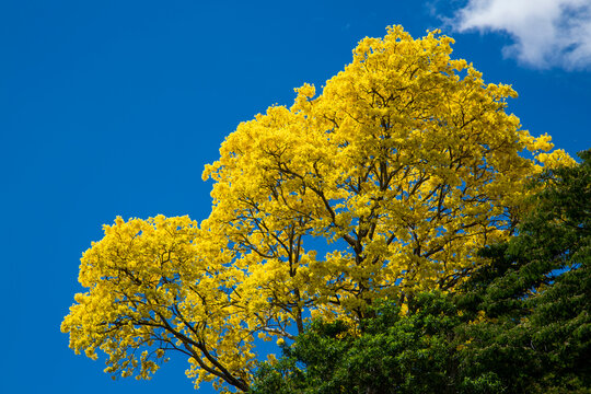 &Aacute;rbol de Guayac&aacute;n floreado en Panam&aacute;. Florea una sola vez al a&ntilde;o y dura m&aacute;s o menos 7 d&iacute;as la floraci&oacute;n y se le caen las flores.