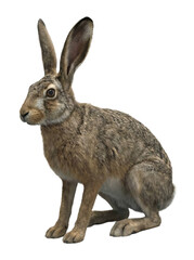 Obraz premium Close-up wildlife photography of hopping rabbit in natural habitat isolated on transparent background