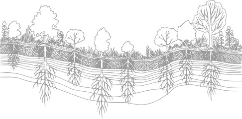 Cross section of soil layers showing plant roots and vegetation above ground © ESIPOOS