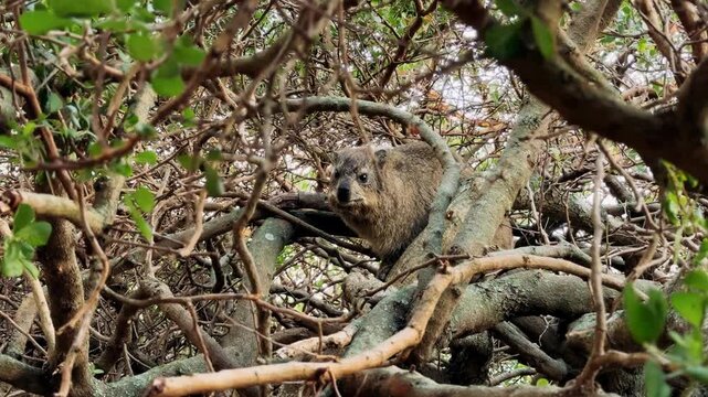 A rock hyrax roams and eats freely in Cape Town.