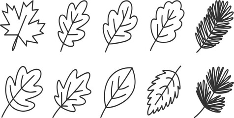 Fototapeta premium Collection of hand drawn line autumn and pine leaves leaf maple