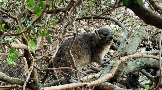 A rock hyrax roams and eats freely in Cape Town.