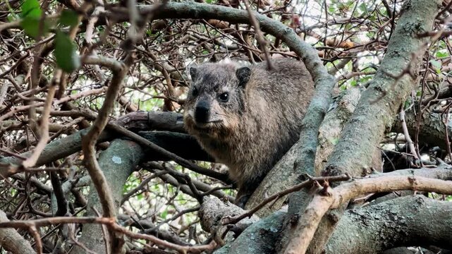A rock hyrax roams and eats freely in Cape Town.