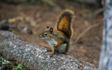 Fototapeta premium Red squirrel standing on tree branch in natural forest habitat