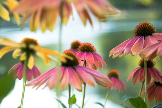 Colorful Flowers Background &ndash; Vibrant Floral Spring Nature