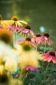 Colorful Flowers Background &ndash; Vibrant Floral Spring Nature