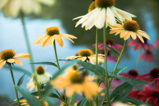 Colorful Flowers Background &ndash; Vibrant Floral Spring Nature