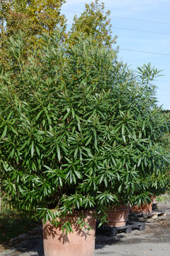 Oleander,  Nerium oleander