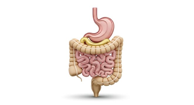 Human Digestive System Flow Art with Ribbon Shapes Illustration