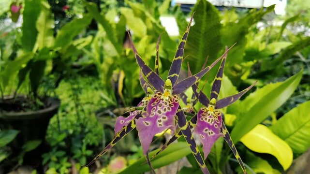 Exotic Spider Orchid Brassia Blooming in a Lush Tropical Garden - Close-up Nature Video