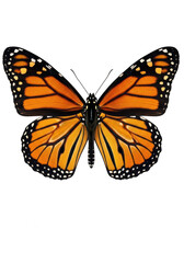 Monarch butterfly with orange wings isolated on white isolated on transparent background