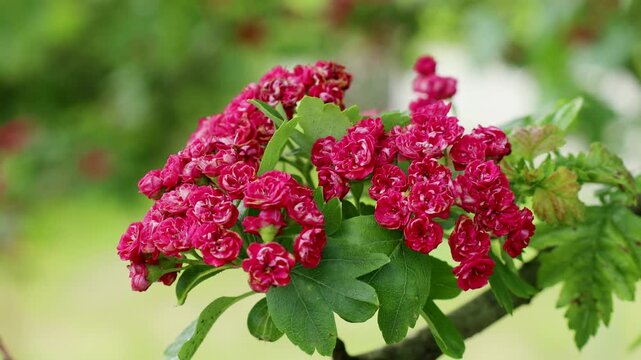 Bright pink Hawthorn flowers in the garden in spring