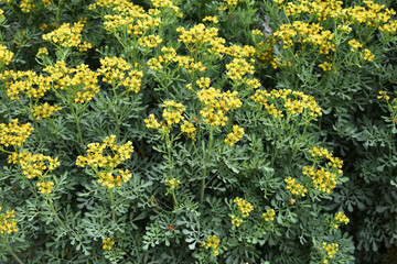 Weinraute,  Gartenraute, Ruta graveolens