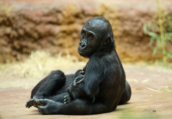 baby gorilla © Hana