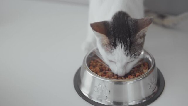 Bicolor tabby feline enjoying crunchy pellets