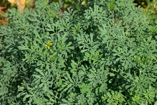 Weinraute,  Gartenraute, Ruta graveolens