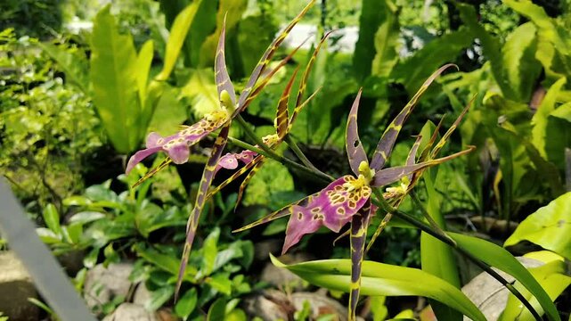 Exotic Spider Orchid Brassia Blooming in a Lush Tropical Garden - Close-up Nature Video