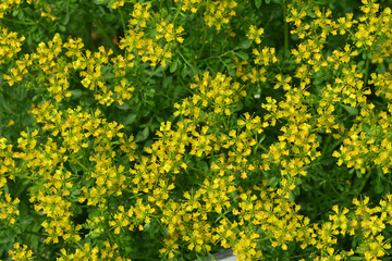 Obraz premium Weinraute, Gartenraute, Ruta graveolens