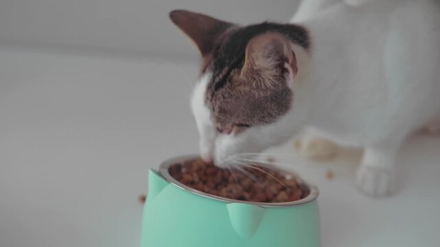 Bicolor cat enjoying kibble from a modern feeder
