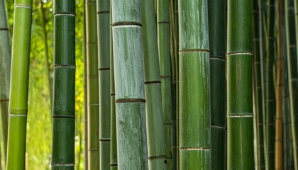 Obraz premium Green bamboo background