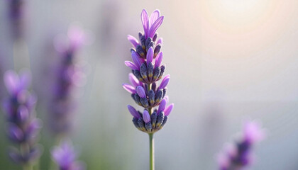 Obraz premium Lavender Blossom in Soft Morning Light – Delicate Purple Flower Close-Up