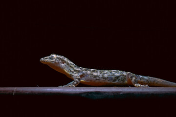 Majestuosidad en miniatura