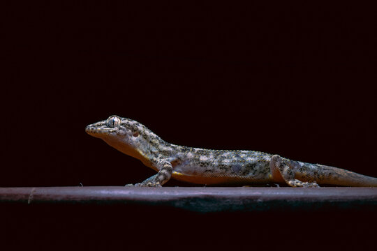 Majestuosidad en miniatura