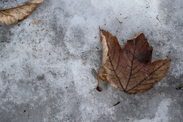 Fallen leaf resting on a frosty winter surface in a quiet moment
