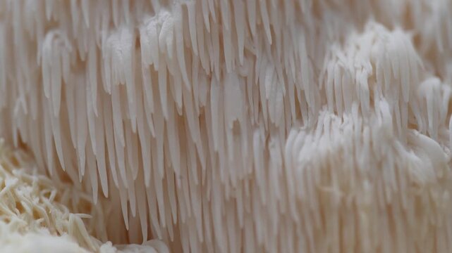 Lion's Mane mushroom growth progression from substrate block, showcasing detailed textures and structures in a close-up view