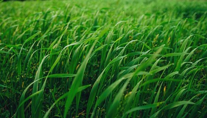 Obraz premium Lush Green Grass Blades in Sunlight With Dew Drops on Surface