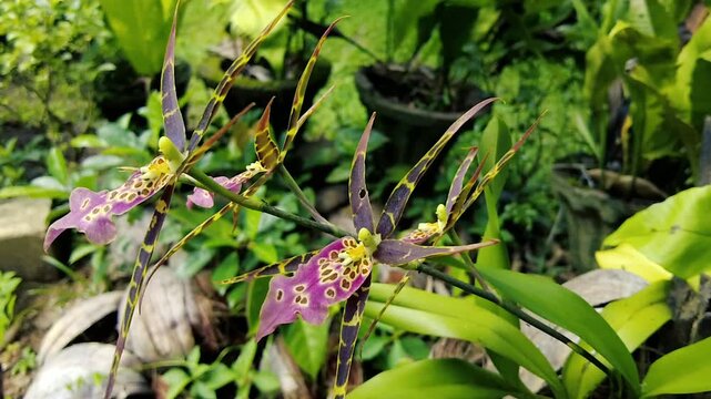 Exotic Spider Orchid Brassia Blooming in a Lush Tropical Garden - Close-up Nature Video