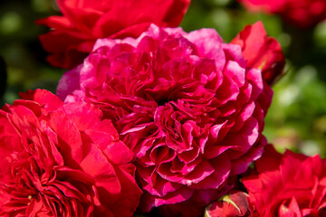 Obraz premium Red rose flowers bush in garden