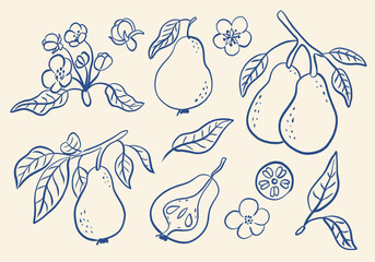 Obraz premium Hand drawn retro set with pears. Set sketches with whole pears, cut in half, branch and flowers.