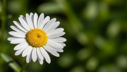 Obraz premium Daisy closeup