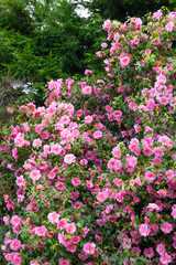 Fototapeta premium Bushes of blooming pink camellia, flowering winter garden plant, vertical shot