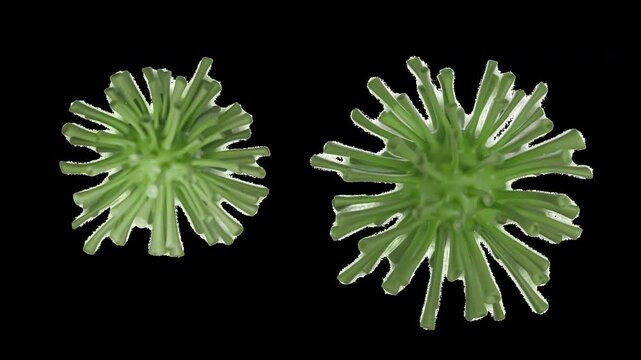 Two Green Coronavirus Particles Isolated on transparent Background, Microscopic View element