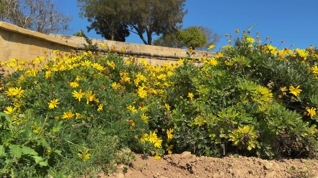 Lush green bushes of Euryops pectinatus with bright yellow flowers and flying insects against a stone wall in Malta's botanical garden. Sunny Mediterranean spring landscape.