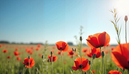 Fototapeta premium Sunlit Red Poppies Blooming in Open Meadow Under Clear Blue Sky