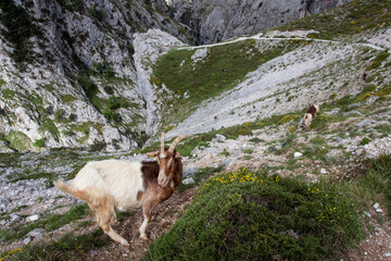 Obraz premium Cabra montesa en un sendero escarpado de los Picos de Europa, España.
